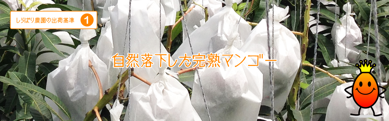 自然落下した完熟マンゴー