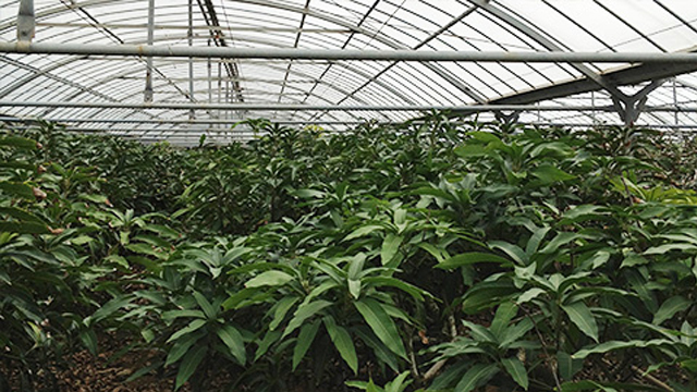 ハウスの温度管理