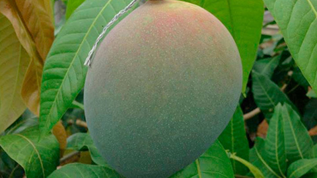 キーツマンゴー