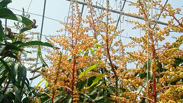 花吊りと病気対策