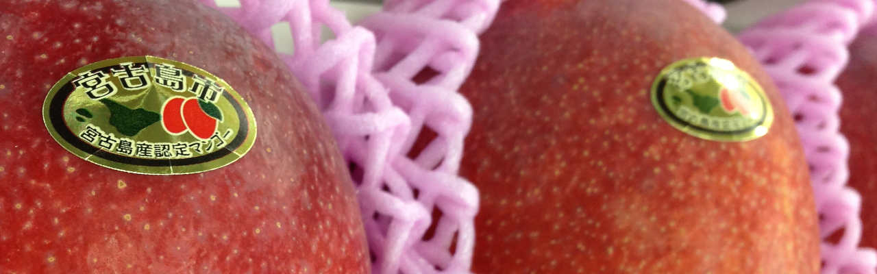 しらばり農園完熟マンゴーの食べ頃